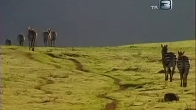 Зебра  Ребятам о зверятах.