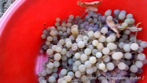 Сбор винограда  в Молдавии