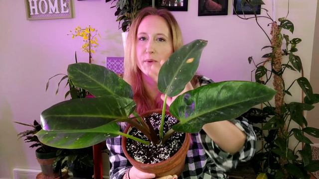 My 1st Plant Haul of 2021 part 1 || Adding to my Houseplant Collection смотреть онлайн
