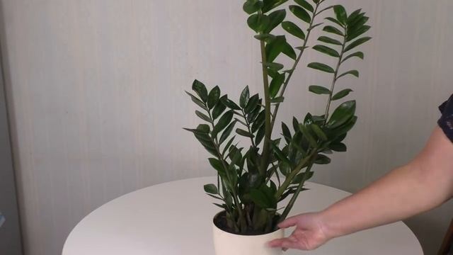 ЗАМИОКУЛЬКАС. ПОЛИВ ЗИМОЙ. Мои цветы. Мой опыт.