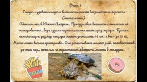 23 мая - Всемирный день черепахи