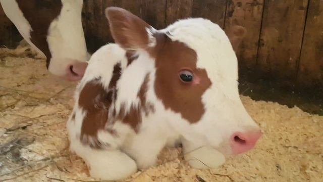 Новорожденный теленок. Первенец в хозяйстве! #теленой #ферма #кфх #айширка #айширскаякорова смотреть онлайн