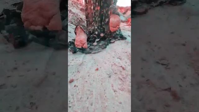 собираю выездные мероприятия с йогой, практиками и фото #йогакаждыйдень #йога #молотмира #ретрит смотреть онлайн