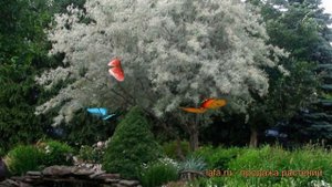 Лох узколистный Ангустифолия (elaeagnus angustifolia) ? обзор: как сажать, саженцы лоха Ангустифоли