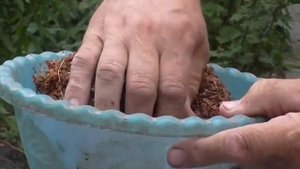 Как собрать  семена щавеля