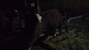 Первый опыт содержания КРС в боксах