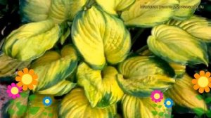 Хоста гибридная Стейнд гласс. Краткий обзор, описание характеристик hosta hybrida Stained Glass