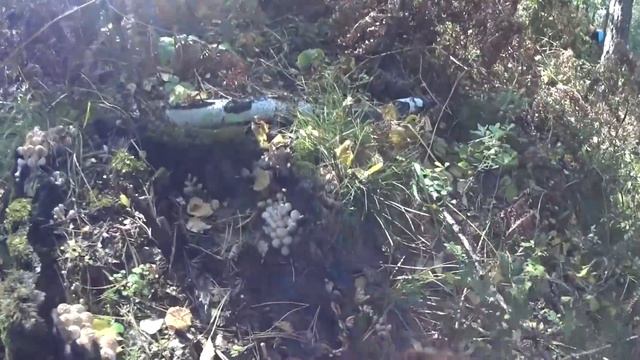 Опята 2022 год. Поход за грибами. Грибной сезон смотреть онлайн