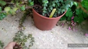 Обзор Коллекции Крассул- Толстянок?Ноябрь 2020 #Крассула