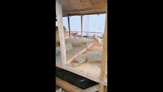 Зимний, теплый курятник на 20 кур