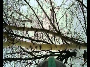 береза эспл ред_HDTV.avi