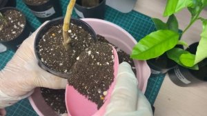 Посадка цитрусов. Посылка от Сергея Маринкова.