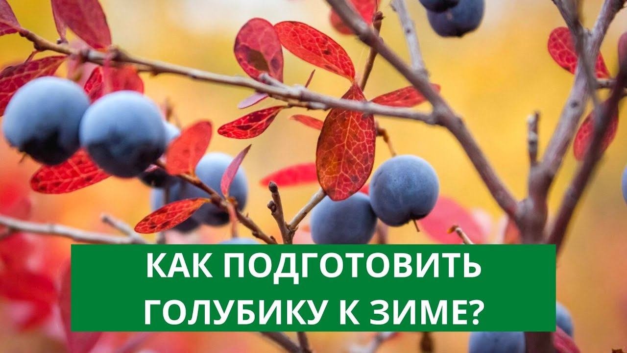 Как подготовить голубику садовую к зиме. Подготовка голубики к зиме. зимовка голубики. розовая голубика.