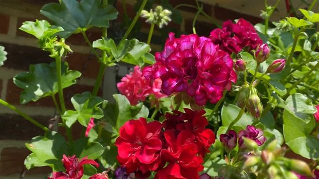 ПЕЛАРГОНИИ ПЛЮЩЕЛИСТНЫЕ в моем саду в Лондоне. Июнь 2020 смотреть онлайн