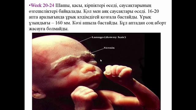 Ұрық пен эмбрионның дамуы смотреть онлайн