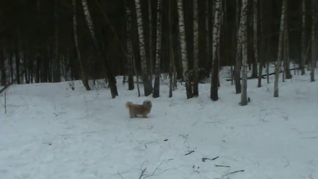 Медведь на охоте. смотреть онлайн