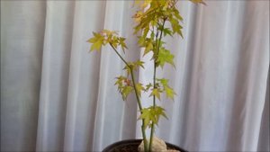 Клен веерный Orange Dream/Оранжевая Мечта #1 Май 2023 #OrangeDream #bonsai #BonsaiNaBalkone