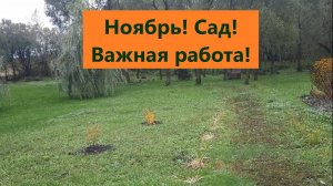 Чем занимаюсь в саду в ноябре. Укрытие и подготовка роз к зиме.