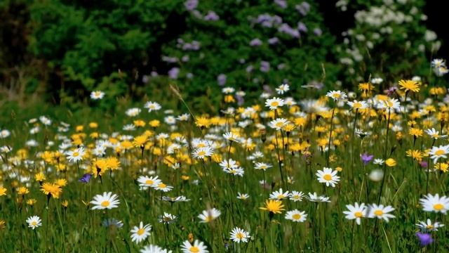 Скажите эти слова и Ангел Хранитель услышит любую просьбу смотреть онлайн
