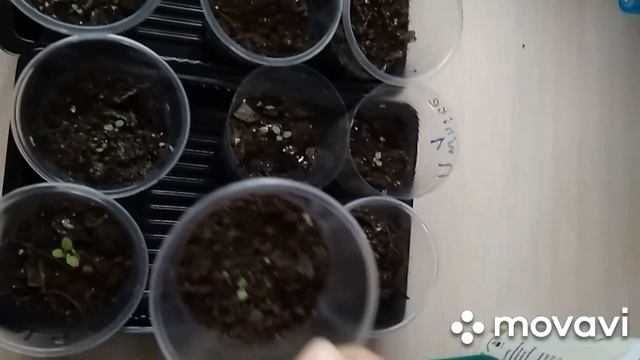 Подсыпка грунта, вместо пикировки. Обзор рассады на 1 марта, перец, томаты, петунии. смотреть онлайн