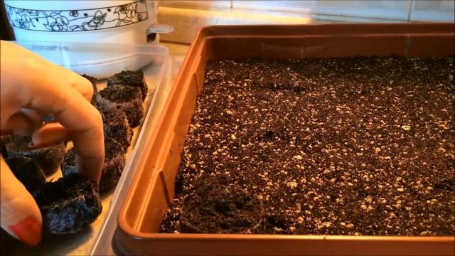 Эустома высокая. смотреть онлайн