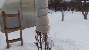 укрытие персика не пригибая