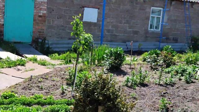 Дача. Про пропольник и рассольник ? смотреть онлайн