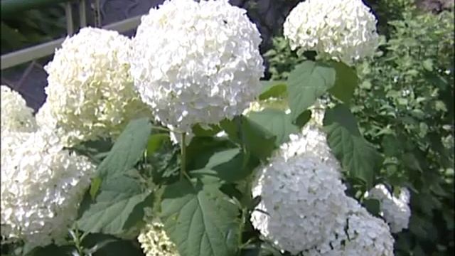 День города: выставка цветов смотреть онлайн