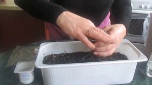 Обновление фиалочки
