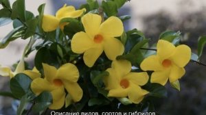 Цветок мандевилла — уход в домашних условиях