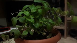 Земляника Али Баба сохраняем растение в горшках на окне. Бурятия. 2021.