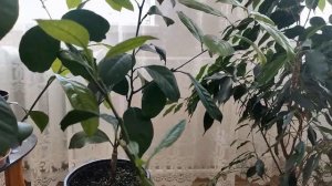 МОЖНО ПРИВИВАТЬ МОЛОДЫЕ ПРИРОСТЫ ЛИМОНА ИЛИ НЕТ / ЦИТРУСЫ В ДОМЕ.