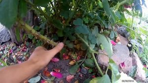 обрезка розы фламментанц после цветения