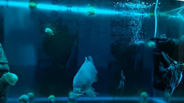 Карп в домашнем аквариуме смотреть онлайн