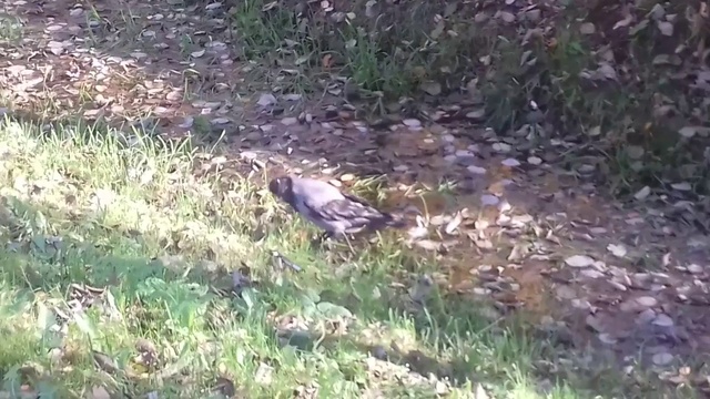 ОСЕНЬ ЗОЛОТАЯ. Прогулка в парке им.С.Есенина/Люблю Петербург смотреть онлайн