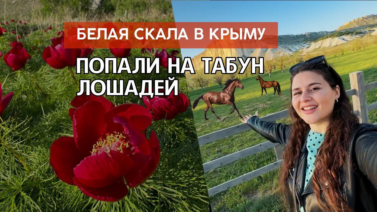Куда поехать в Крыму | Белая скала | Табун лошадей | Дикие пионы
