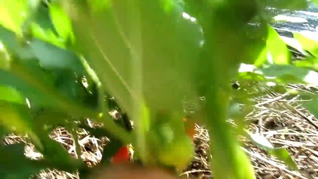 Aji Angelo, Средне острый сорт перца. смотреть онлайн