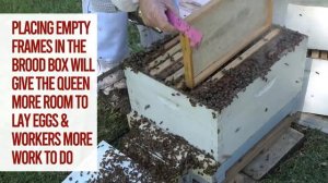 How to Prevent Swarming of Bees | Learn Step by Step with Bruce White