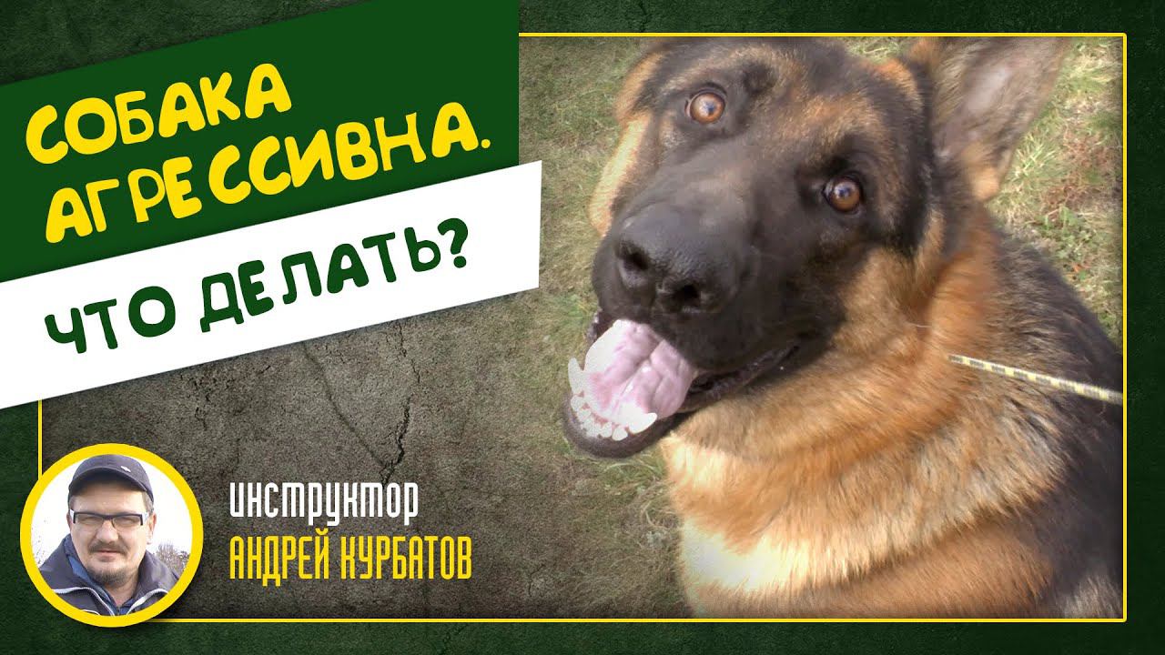 Собака агрессивна что делать? Инструктор Андрей Курбатов