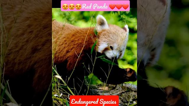 Cutest Red Panda ❤🌠😍 смотреть онлайн