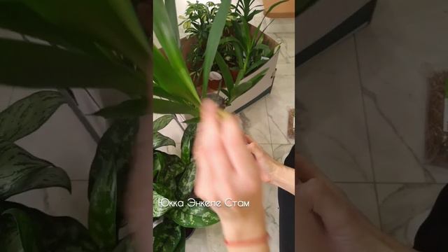 Растения, с которыми справится даже новичок #аглаонема #Спатифиллум #юкка #шеффлера #цветыдлядома