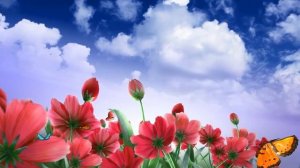 ФУТАЖ  поляна цветов и голубое небо с облаками