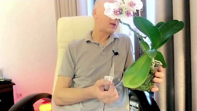 Убил на орхидее фа. клещей, трипсов и всех мошек. Пошаговая история с прологом и эпилогом. смотреть онлайн