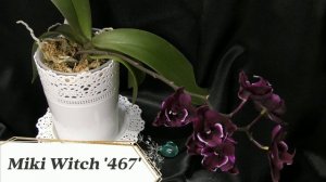 Загадка чёрной орхидеи. Мои самые тёмные фаленопсисы