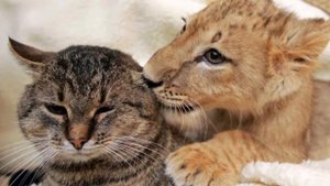 Кошка воспитала львенка, как своего котенка. Взамен он спас ей жизнь!