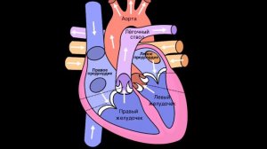 МИОКАРДИТ | СИМПТОМЫ,ДИАГНОСТИКА,ПРИЧИНЫ