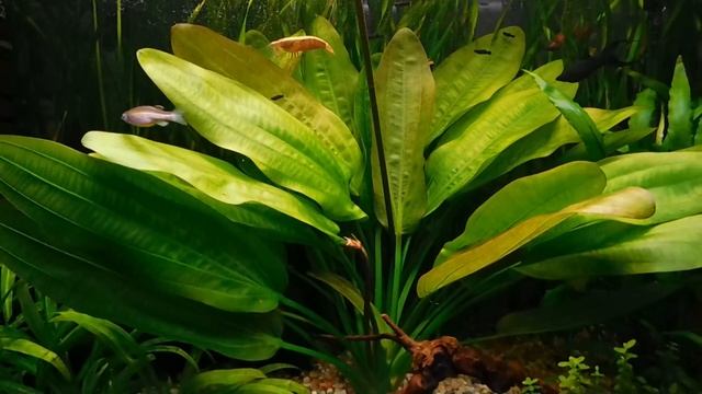 Прозрачные нитевидные выделения у рыбок. смотреть онлайн