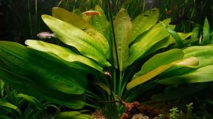 Прозрачные нитевидные выделения у рыбок.