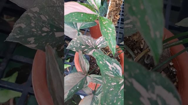 Syngonium Pink Splash смотреть онлайн