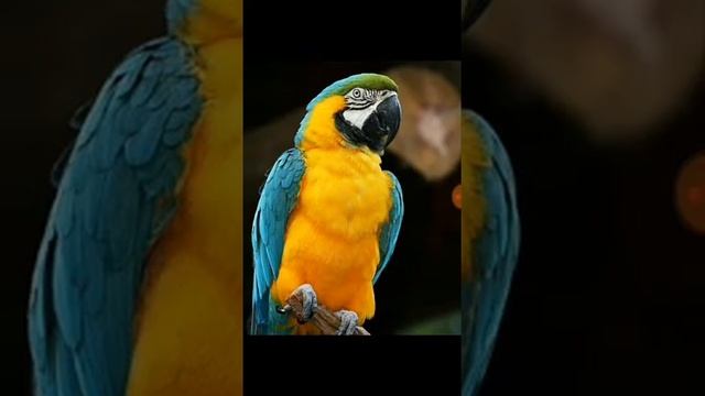 Топ 10 различных видов попугаев смотреть онлайн